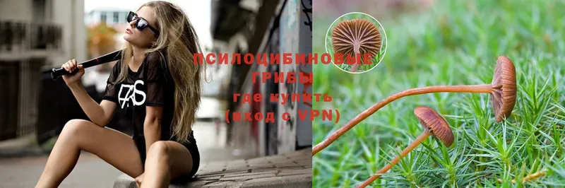 что такое наркотик  Белово  Галлюциногенные грибы Psilocybe 